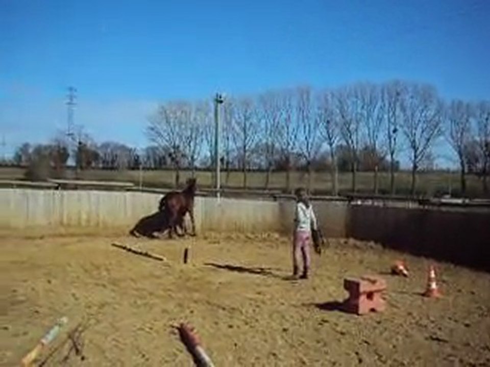 Cours d'éthologie de Tornado