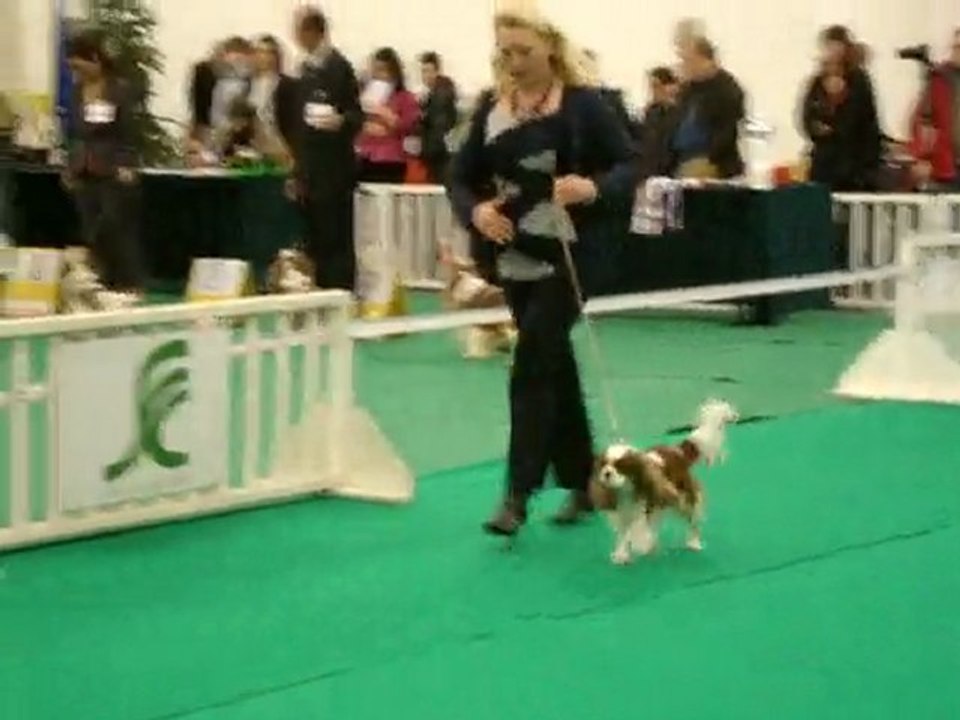 nationale d'élevage 2010 orléans cavalier king charles