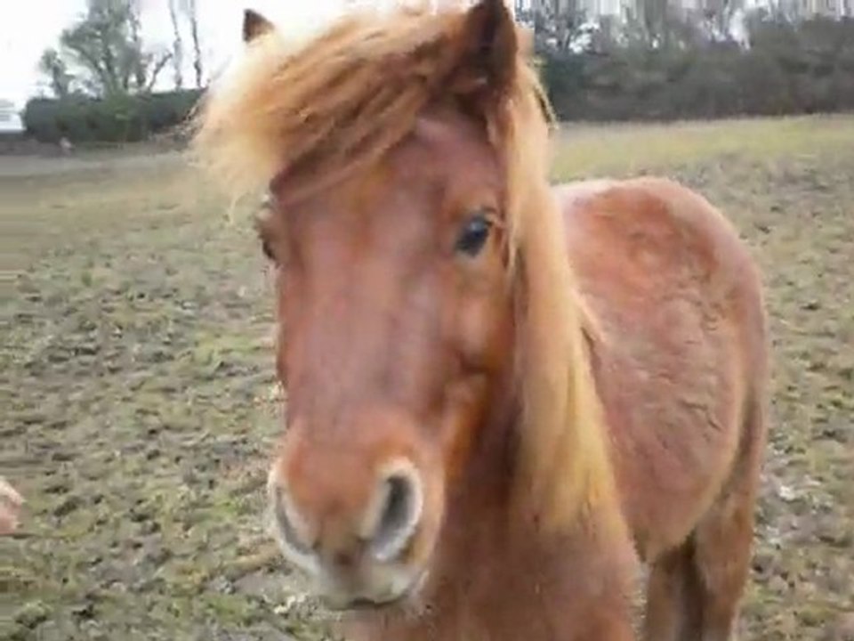 Mambo =]
