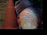 vidéo ring léopard x pigeon floral