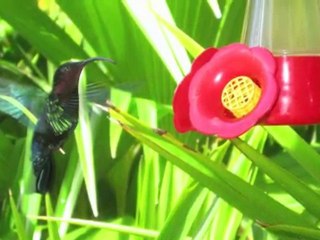 La Martinique ça vous titille (version longue)
