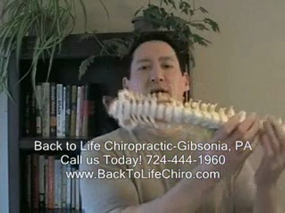 Chiropractor Gibsonia PA Back to Life Chiropractic