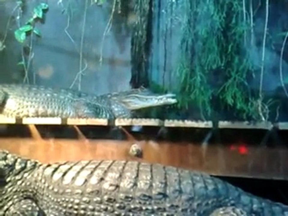 Des Crocodiles