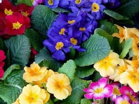 BU SAHİLDE EBRU YAŞAR