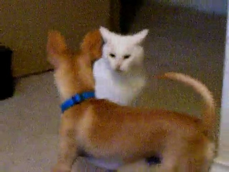 Doza and Ms Kitty Boxin it out!!