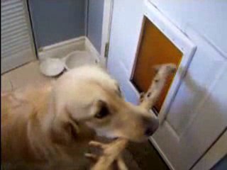 Funny Video - doggy door stick