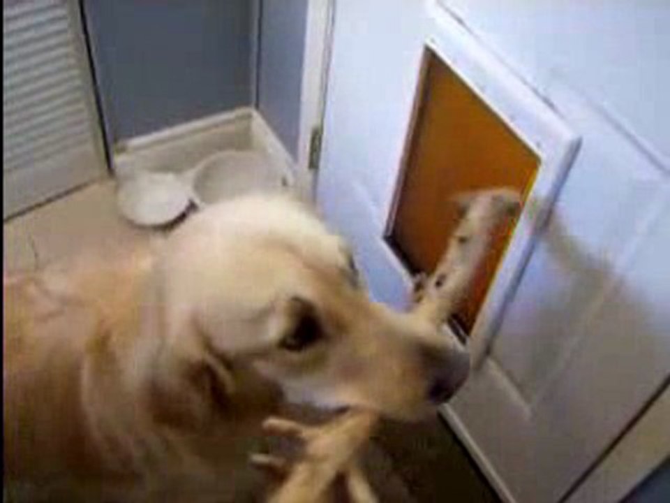 Funny Video - doggy door stick