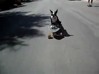 Funny Video - dog skateboarding