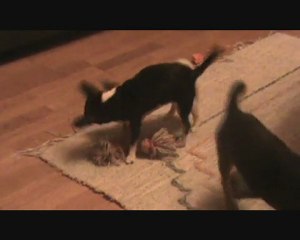 Kiki, Milo ja Poitsu