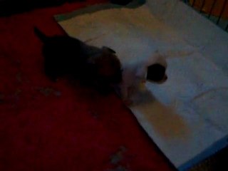 29 mars bébés A 004