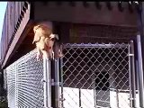 Brandi il cane evade dalla gabbia