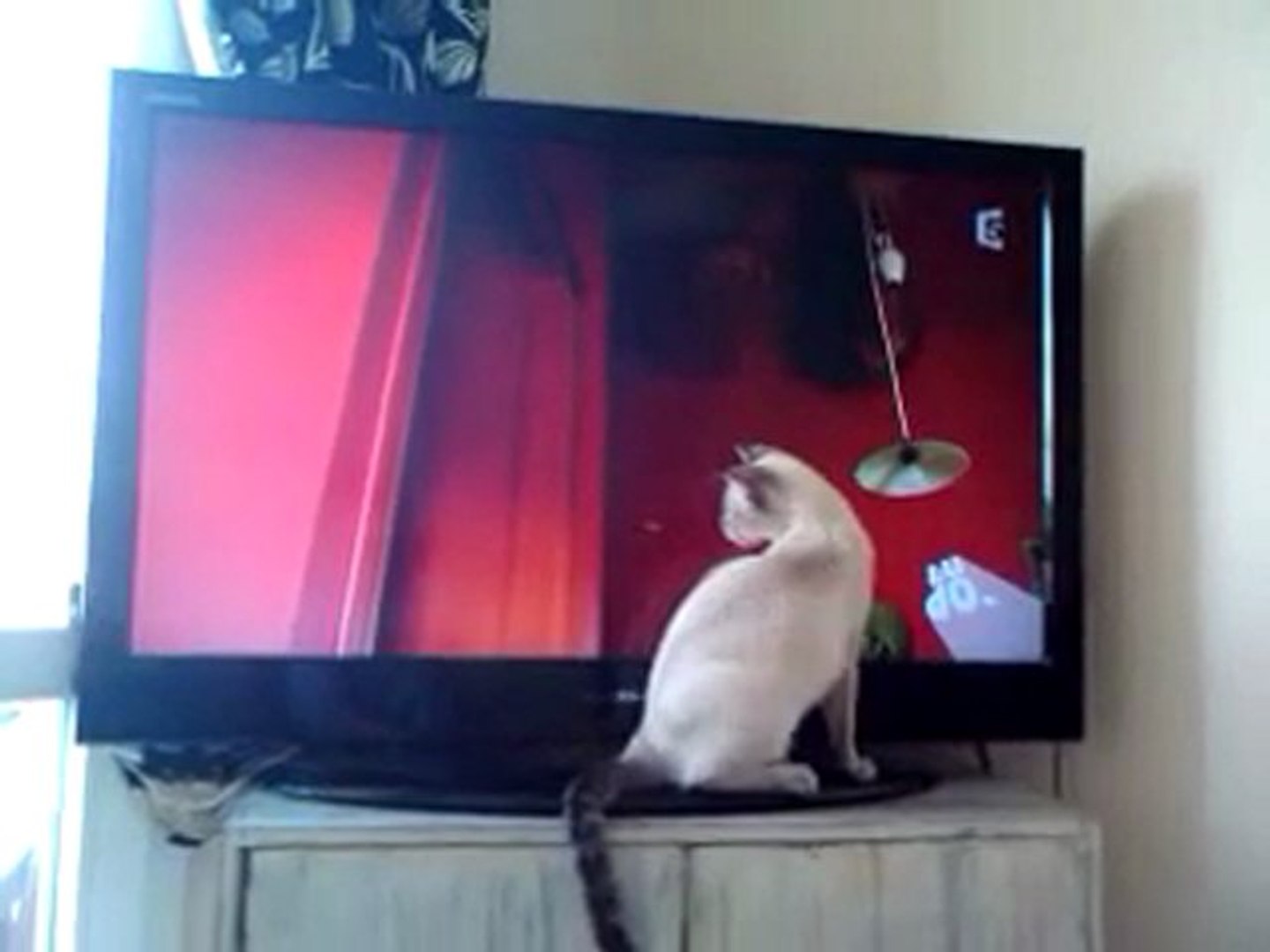 Chat Chasse Mouche Tv Video Dailymotion