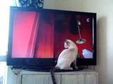Chat chasse mouche tv