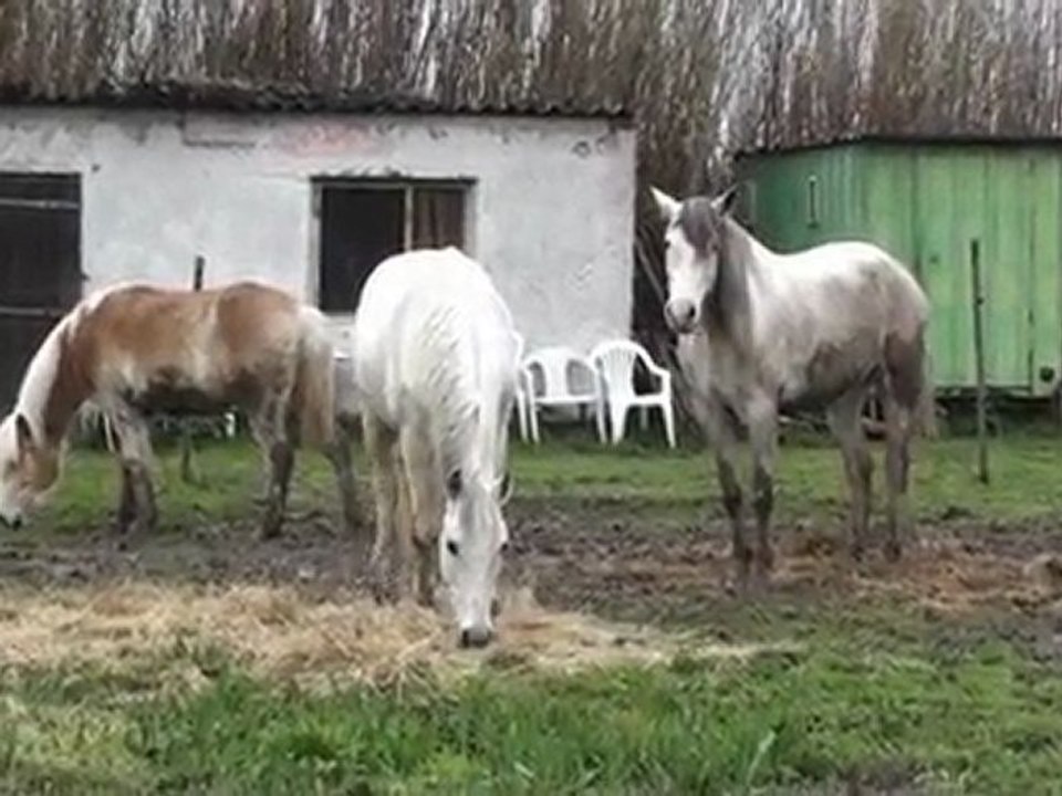 La Valse du Trio