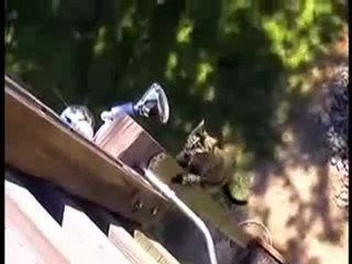 Compil de spider chat