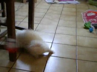 mon furet alaska et son jouet