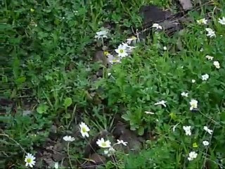 film-buca kaynaklar-kavaklıdere