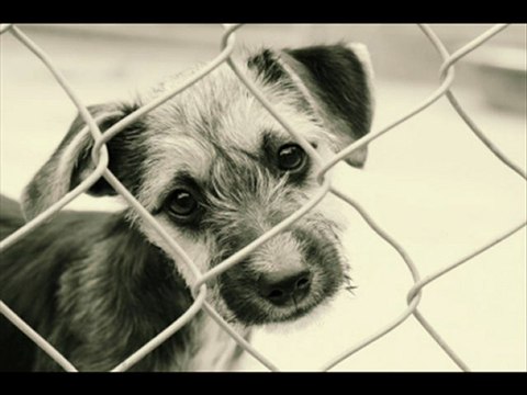 HAKAN GÜMÜŞ - CANIM