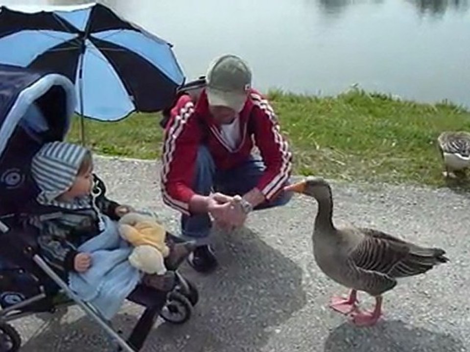 Rencontre avec les oies