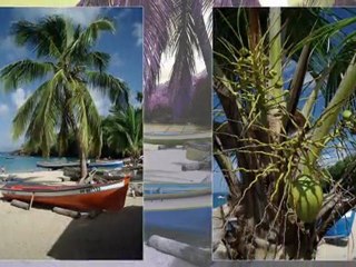 La Martinique, paradis sur terre