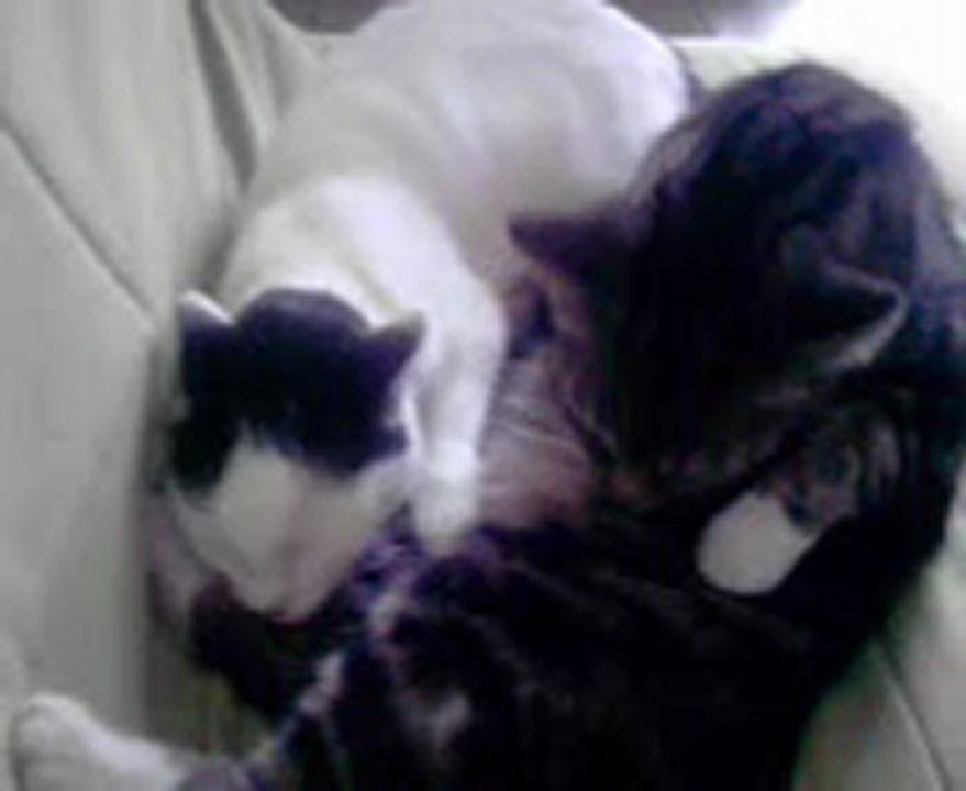 chat drole
