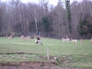 Nourrissage des cervidés