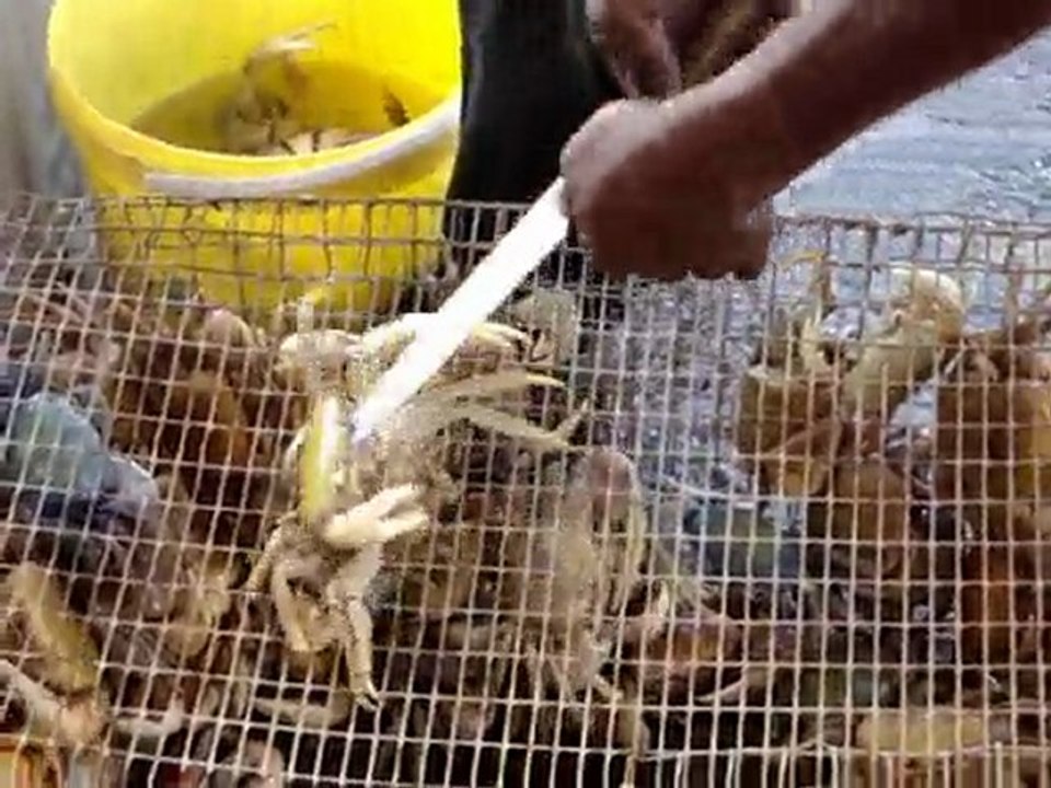 Marché de Fort-de-France. Les Crabes du Matoutou de Pâques