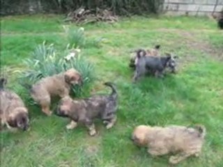 Chiots bergers catalans, Mini appelle au jeu. (2010)