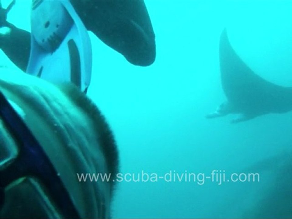Manta Diving In Kadavu, Fiji