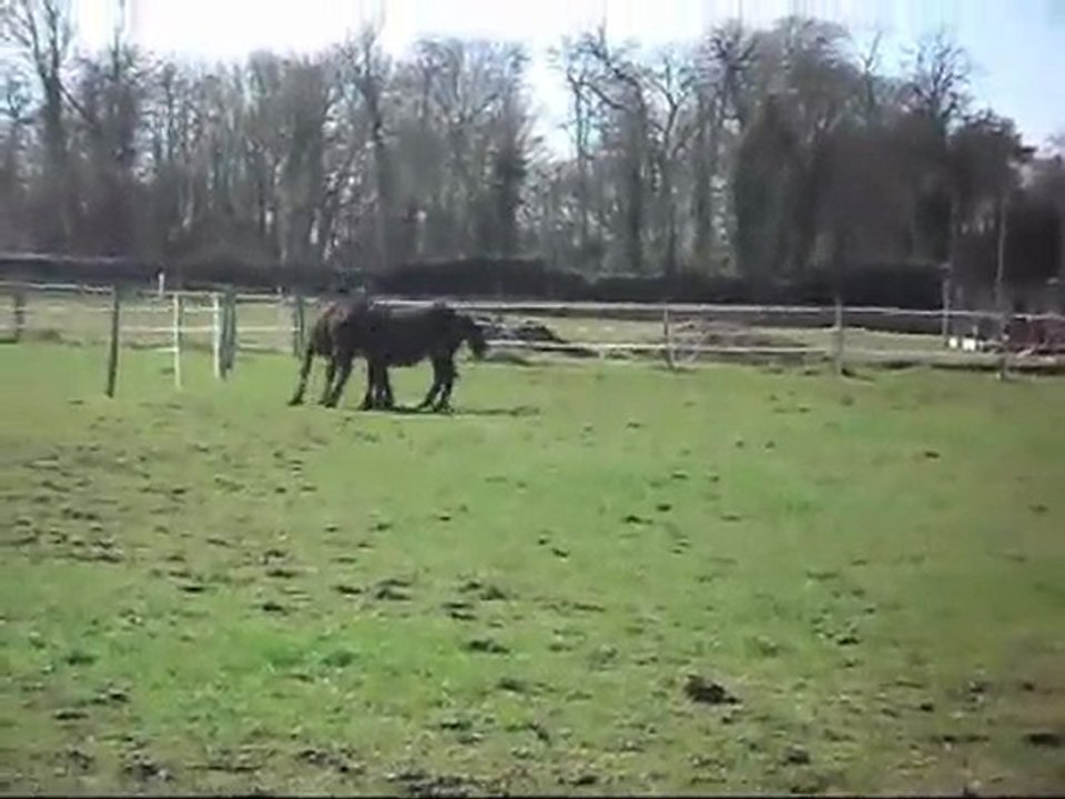 Poulains Mérens jeu 27 03 2010