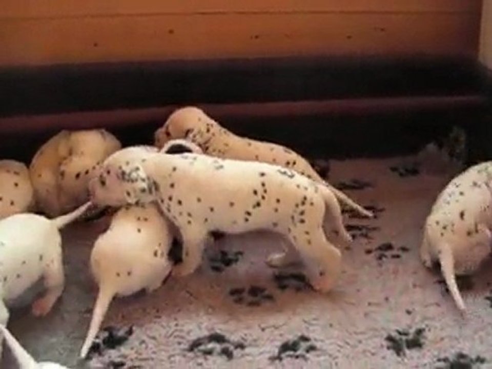 28 mars 2010 : 21 jours