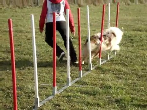 montage de mes chiens en agility