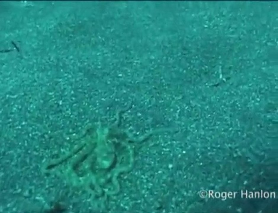 Tarn-Oktopus- Tintenfisch imitiert Flunder