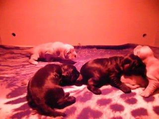 bébés 2 semaines 2