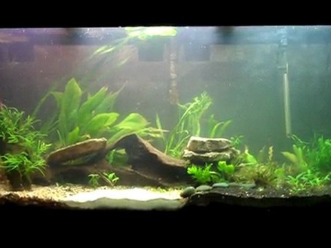220 Planted Aquarium 1st week up- 220 Plantedtank