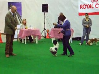 The Malta Ladies Kennel Association, March 2010 Dog Show