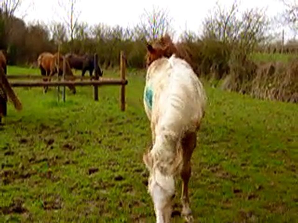 vinaya:saut de mouton:coup de cul vers flint