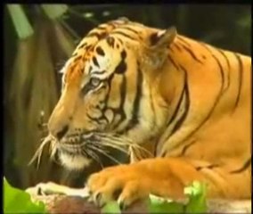 Masood Malik -hum tum honge badal hoga raqs mein sara jungle