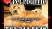 Wheaten, Boca Dog Groomer, Pet Pourrie! Poodle, Pet Groomer