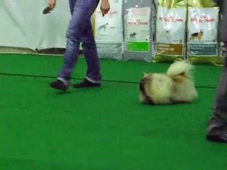 The Malta Ladies Kennel Association March 2010