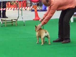 The Malta Ladies Kennel Association, March 2010