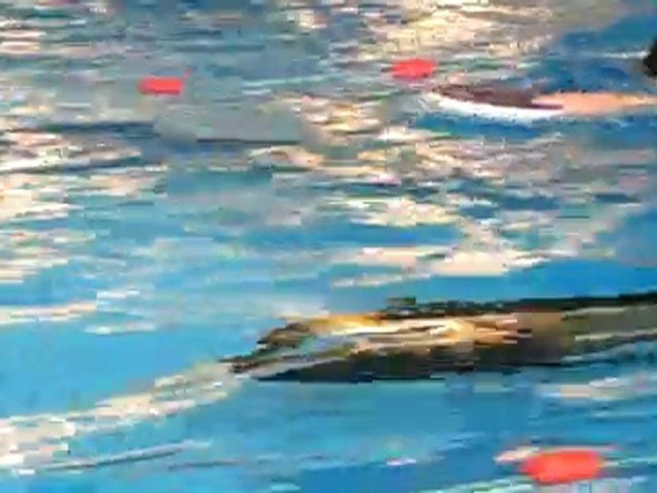 Vincent Cornerotte DYN 162M Coupe de Belgique 28.03.10