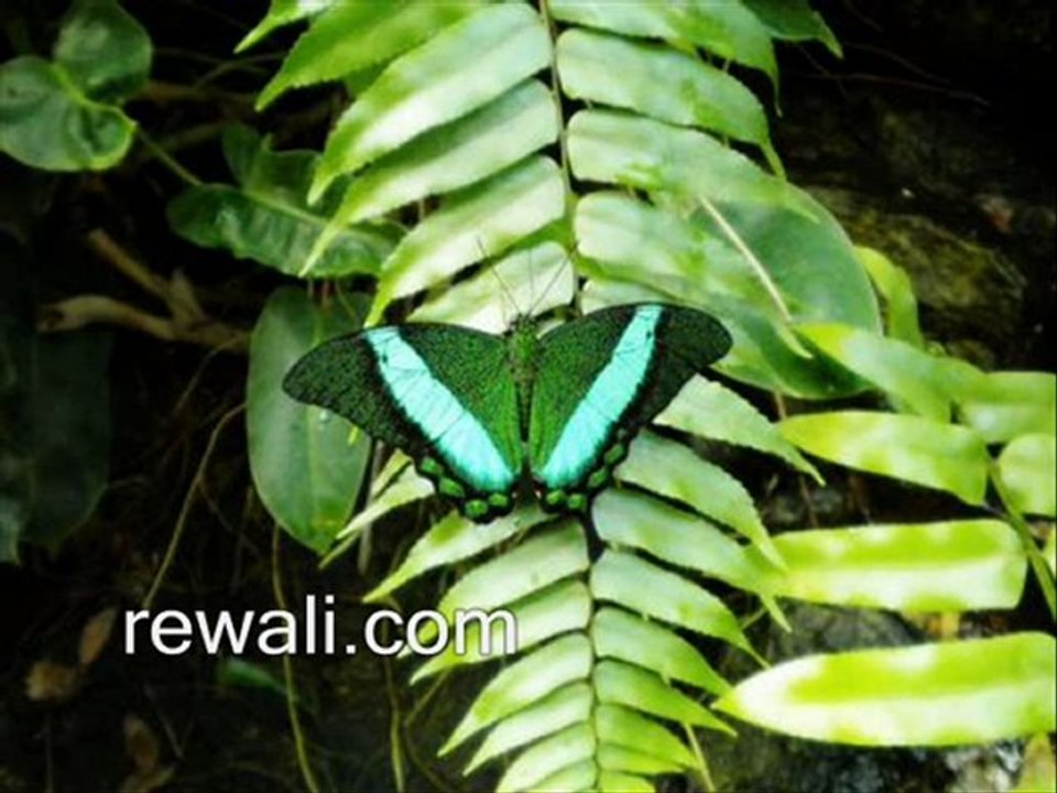 Different types of Butterflies rewali.com