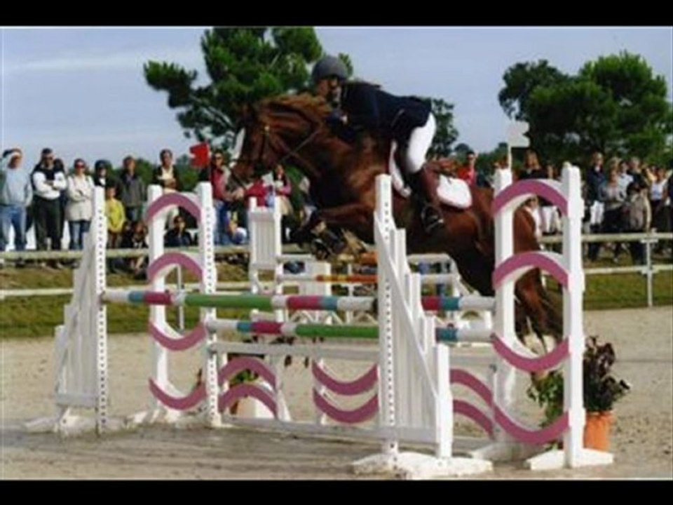 etalon wd pour saillie elevage des lieux