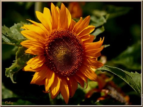 Citations sur l'amour et l'amitié