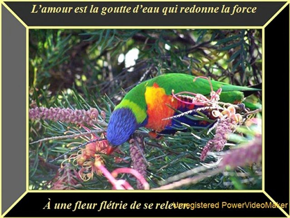 OISEAUX ET DICTONS