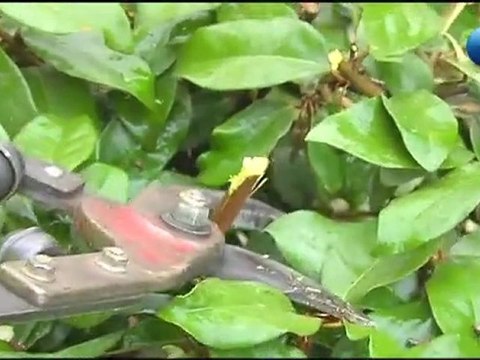 Agent d'entretien espaces verts