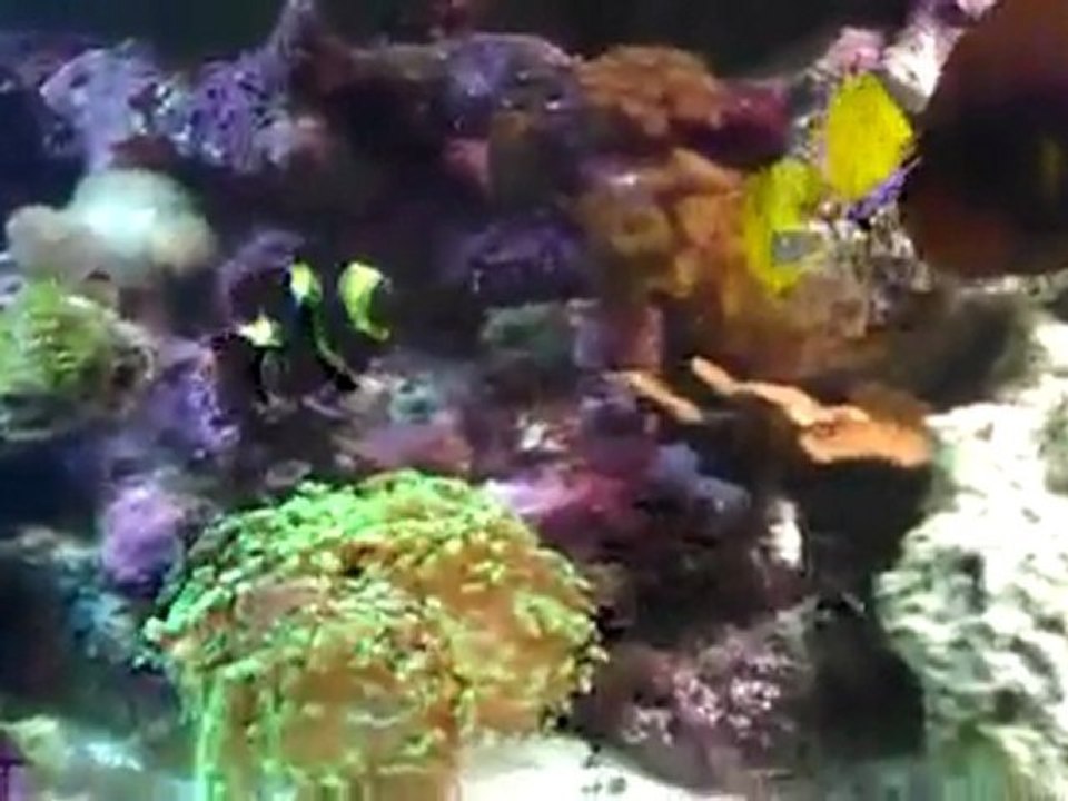 75 Gallon Reef Tank, Low tech, Low Maintence.