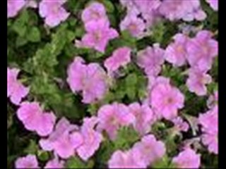 There's A Blue Ridge In My Heart,Virginia-Jan Garber Orch.