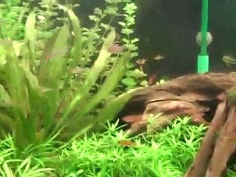 75 Kirts tetra tank 75 gallon planted fishtank